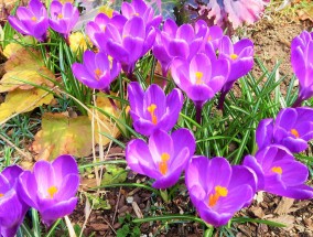 室内无毒花卉的挑选与富美莱花卉市场批发哪些花卉没有毒